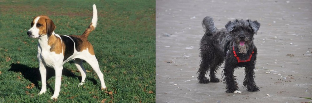 YorkiePoo vs English Foxhound - Breed Comparison