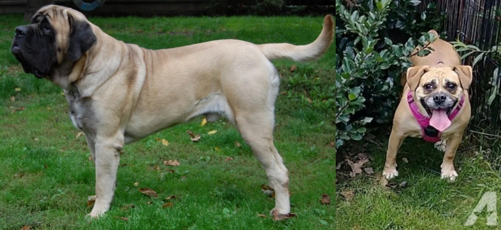 Beabull vs English Mastiff - Breed Comparison
