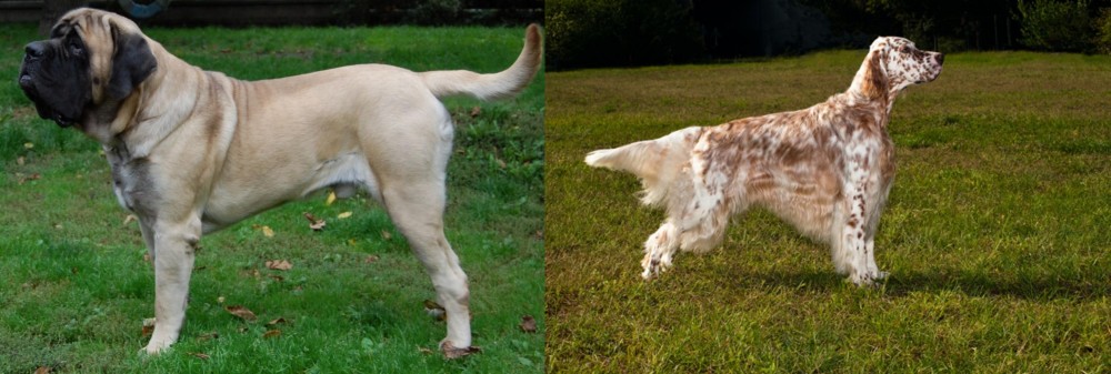 English Setter vs English Mastiff - Breed Comparison