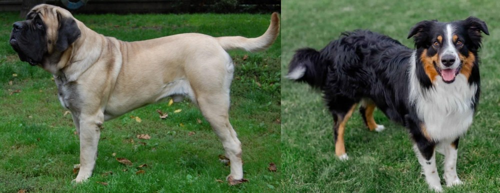 English Shepherd vs English Mastiff - Breed Comparison