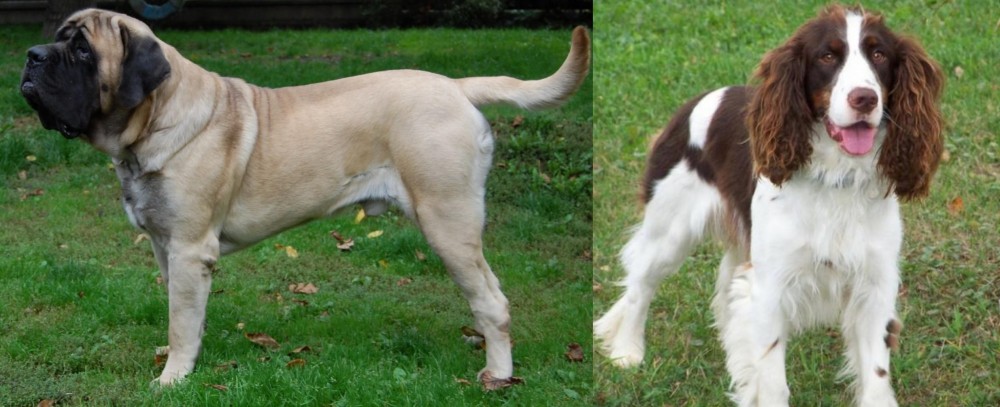 English Springer Spaniel vs English Mastiff - Breed Comparison