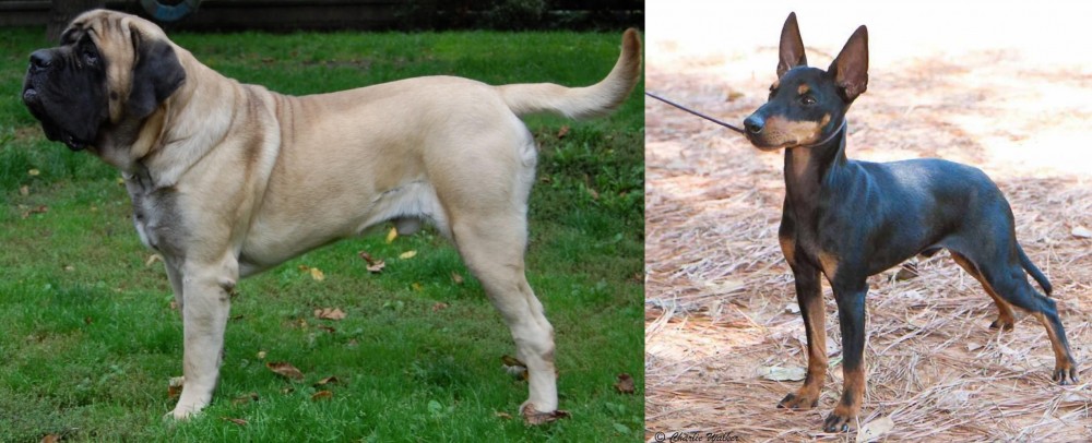 English Toy Terrier (Black & Tan) vs English Mastiff - Breed Comparison