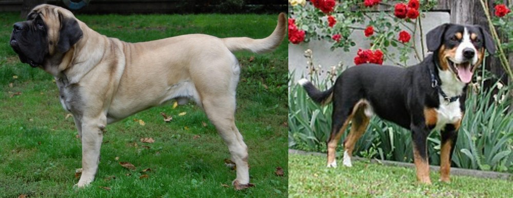 Entlebucher Mountain Dog vs English Mastiff - Breed Comparison