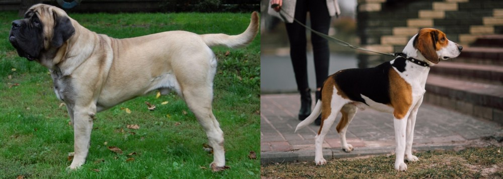 Estonian Hound vs English Mastiff - Breed Comparison
