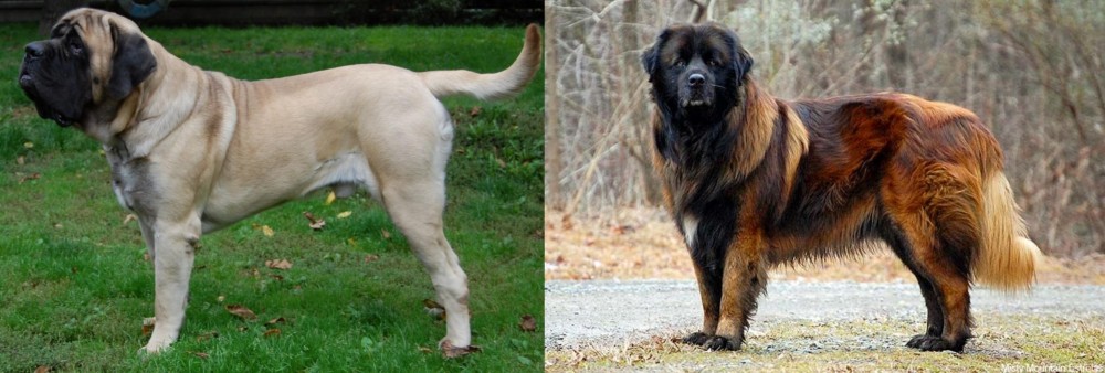 Estrela Mountain Dog vs English Mastiff - Breed Comparison