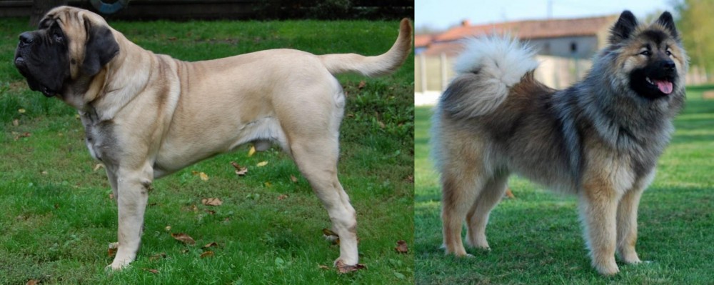 Eurasier vs English Mastiff - Breed Comparison