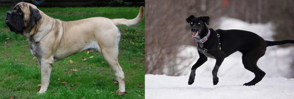 Eurohound vs English Mastiff - Breed Comparison