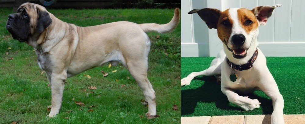 Feist vs English Mastiff - Breed Comparison