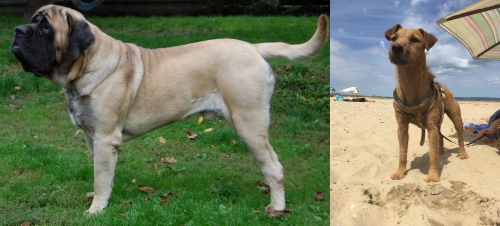 Fell Terrier vs English Mastiff - Breed Comparison