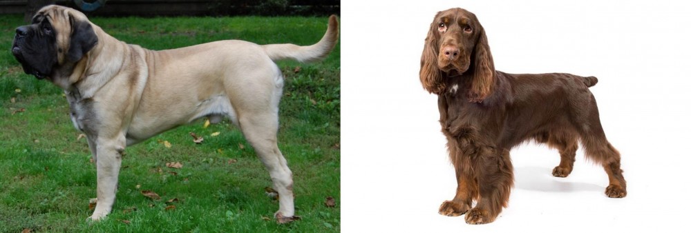 Field Spaniel vs English Mastiff - Breed Comparison