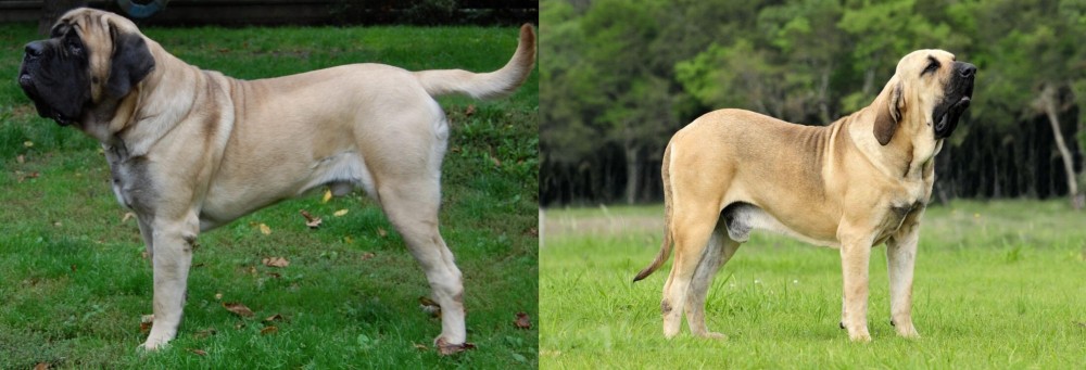 Fila Brasileiro vs English Mastiff - Breed Comparison