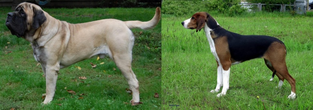 Finnish Hound vs English Mastiff - Breed Comparison