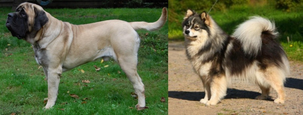 Finnish Lapphund vs English Mastiff - Breed Comparison
