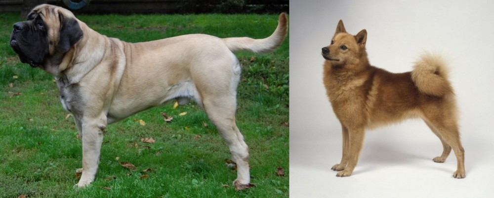 Finnish Spitz vs English Mastiff - Breed Comparison