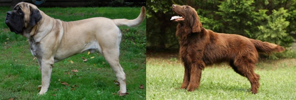 Flat-Coated Retriever vs English Mastiff - Breed Comparison