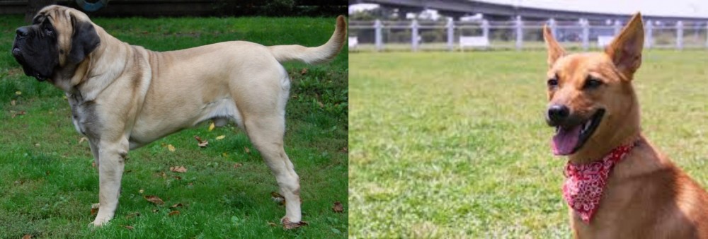 Formosan Mountain Dog vs English Mastiff - Breed Comparison