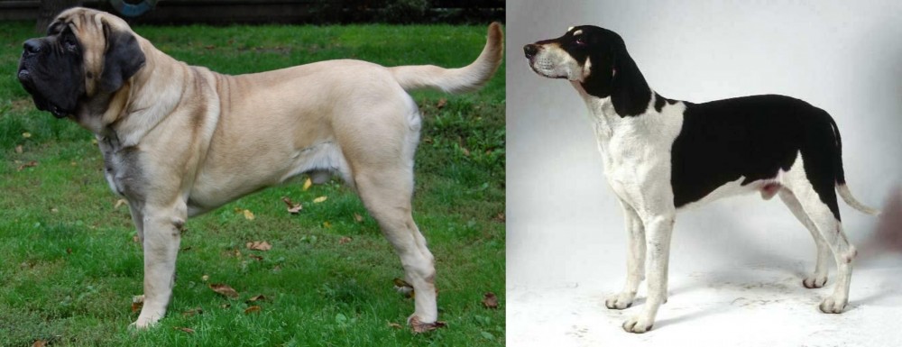 Francais Blanc et Noir vs English Mastiff - Breed Comparison