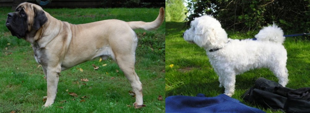 Franzuskaya Bolonka vs English Mastiff - Breed Comparison