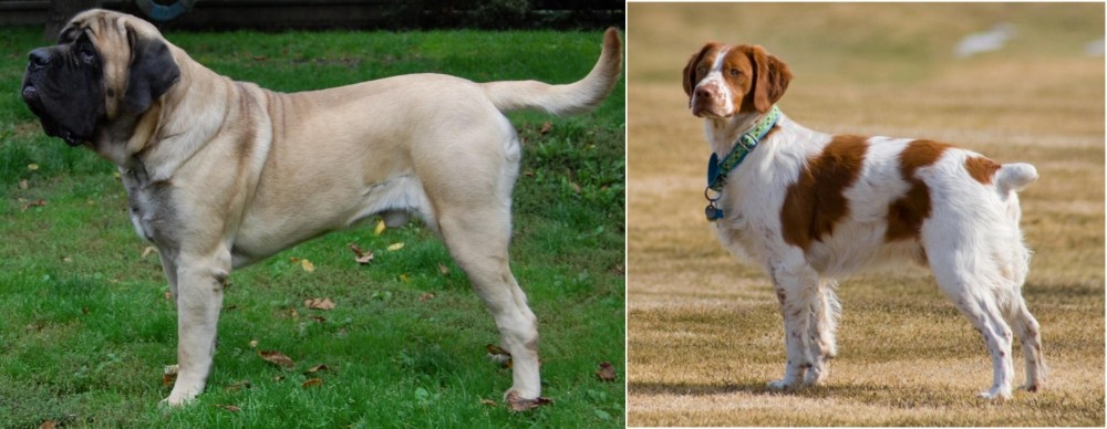 French Brittany vs English Mastiff - Breed Comparison