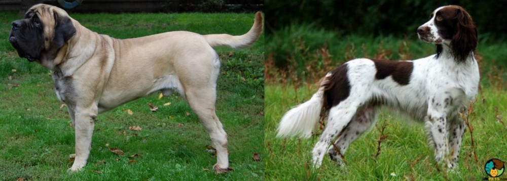 French Spaniel vs English Mastiff - Breed Comparison