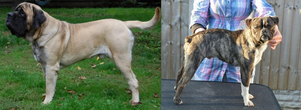 Fruggle vs English Mastiff - Breed Comparison