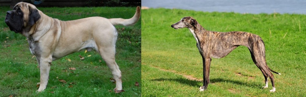 Galgo Espanol vs English Mastiff - Breed Comparison