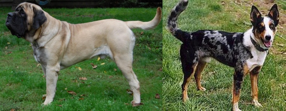 German Coolie vs English Mastiff - Breed Comparison