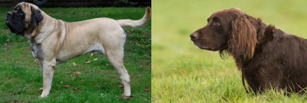 German Longhaired Pointer vs English Mastiff - Breed Comparison
