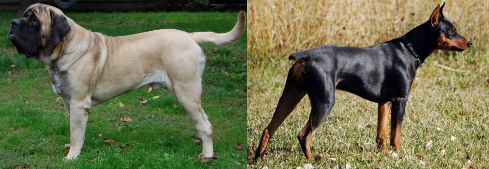 German Pinscher vs English Mastiff - Breed Comparison