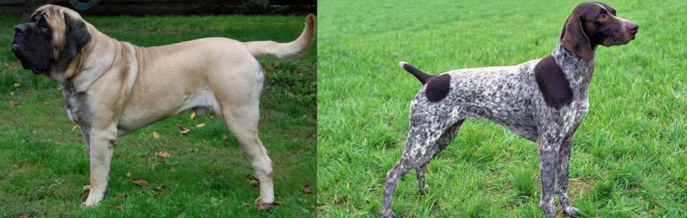 German Shorthaired Pointer vs English Mastiff - Breed Comparison