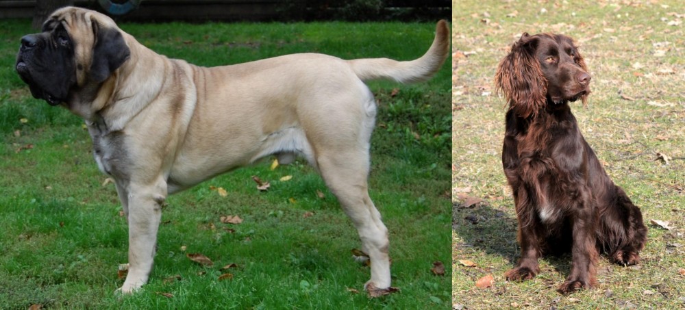 German Spaniel vs English Mastiff - Breed Comparison