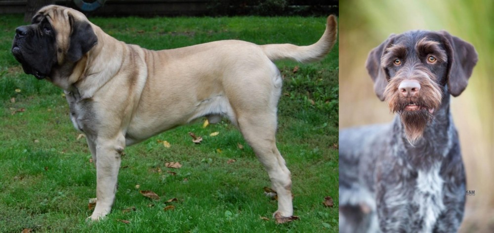 German Wirehaired Pointer vs English Mastiff - Breed Comparison
