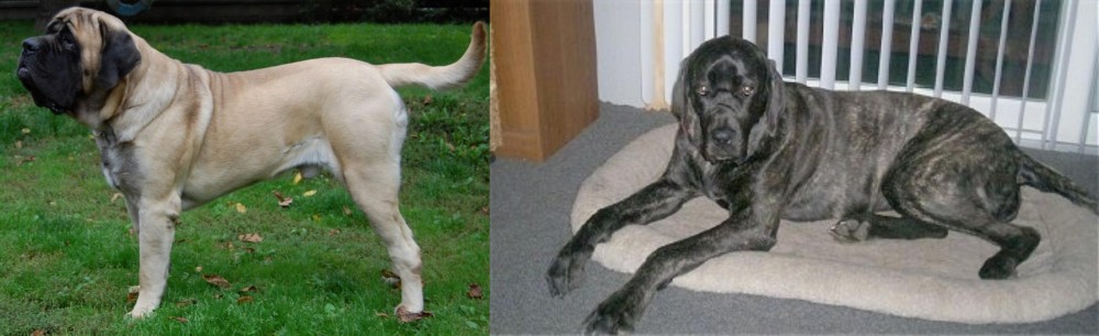 Giant Maso Mastiff vs English Mastiff - Breed Comparison