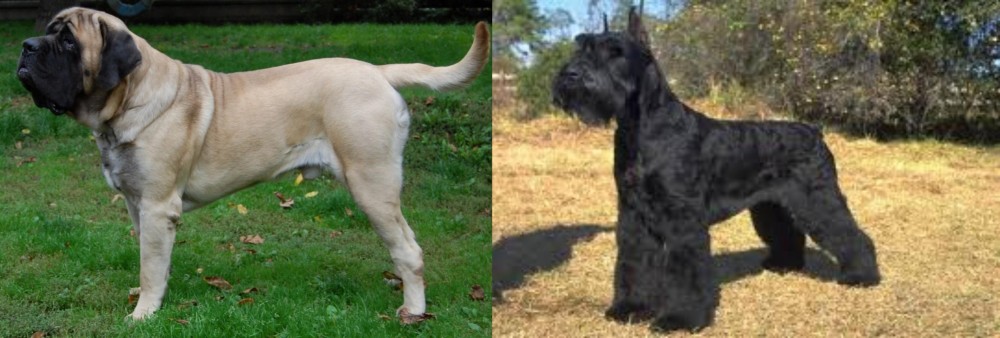 Giant Schnauzer vs English Mastiff - Breed Comparison