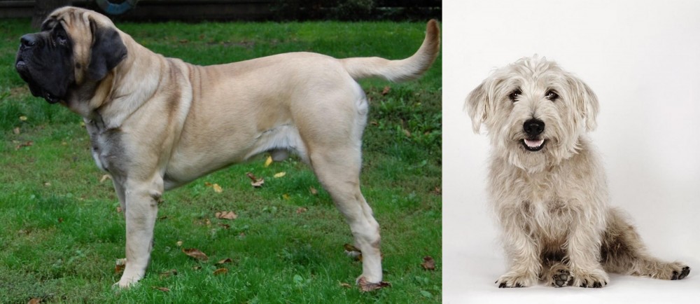 Glen of Imaal Terrier vs English Mastiff - Breed Comparison