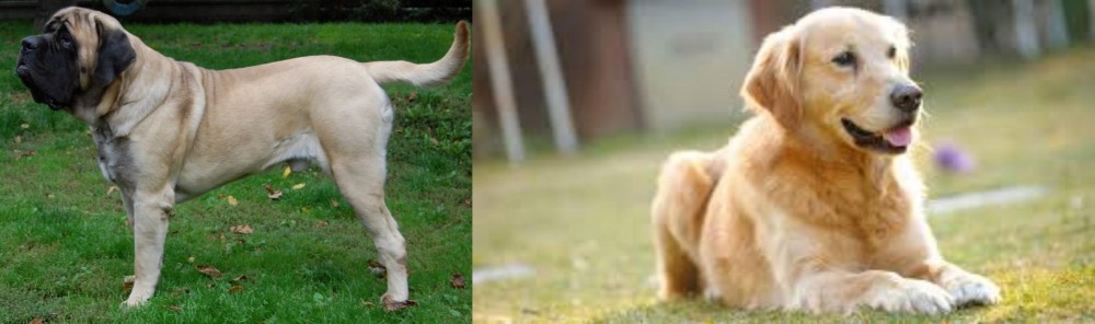 Goldador vs English Mastiff - Breed Comparison