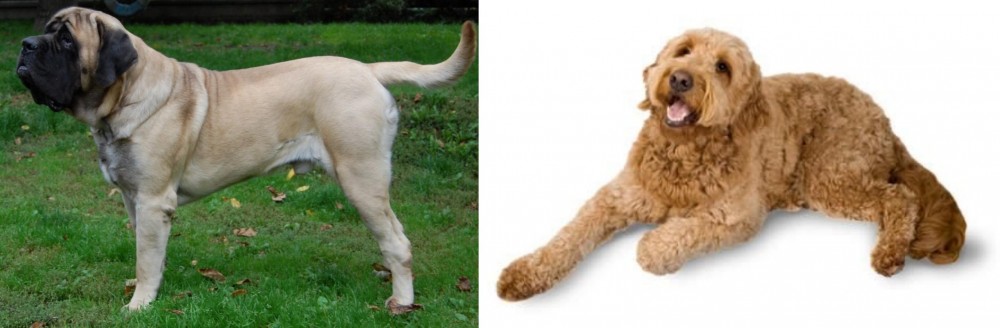 Golden Doodle vs English Mastiff - Breed Comparison
