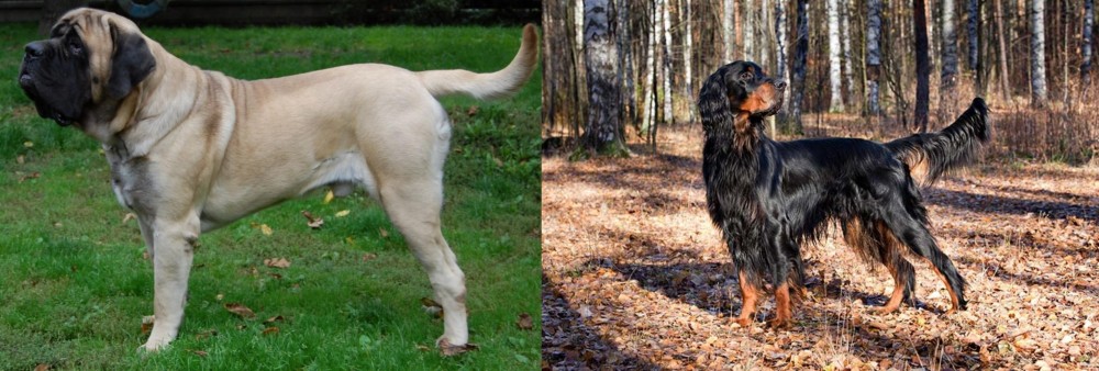 Gordon Setter vs English Mastiff - Breed Comparison