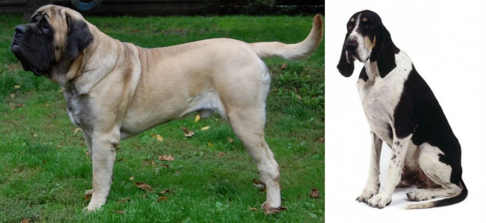 Grand Anglo-Francais Blanc et Noir vs English Mastiff - Breed Comparison