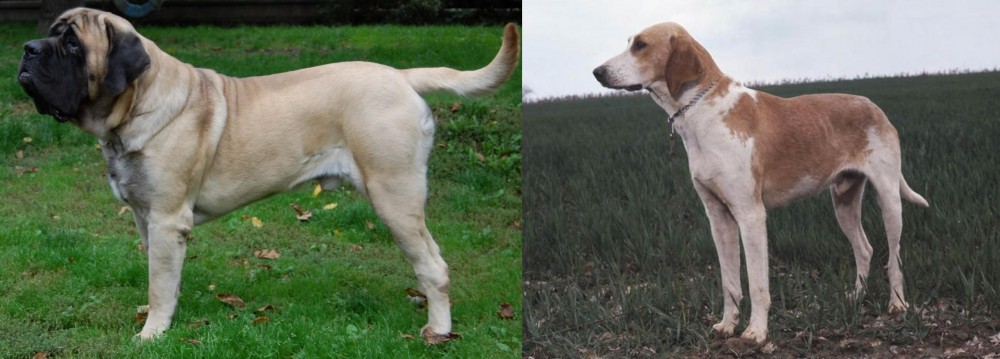 Grand Anglo-Francais Blanc et Orange vs English Mastiff - Breed Comparison