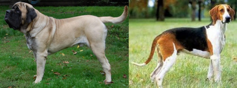 Grand Anglo-Francais Tricolore vs English Mastiff - Breed Comparison