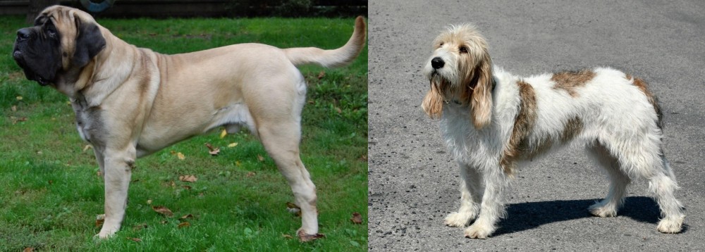 Grand Basset Griffon Vendeen vs English Mastiff - Breed Comparison
