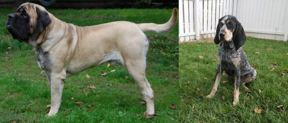 Grand Bleu de Gascogne vs English Mastiff - Breed Comparison