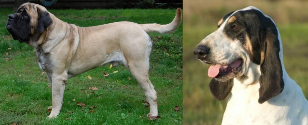 Grand Gascon Saintongeois vs English Mastiff - Breed Comparison