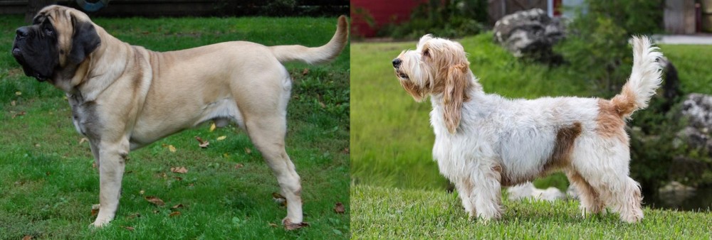 Grand Griffon Vendeen vs English Mastiff - Breed Comparison