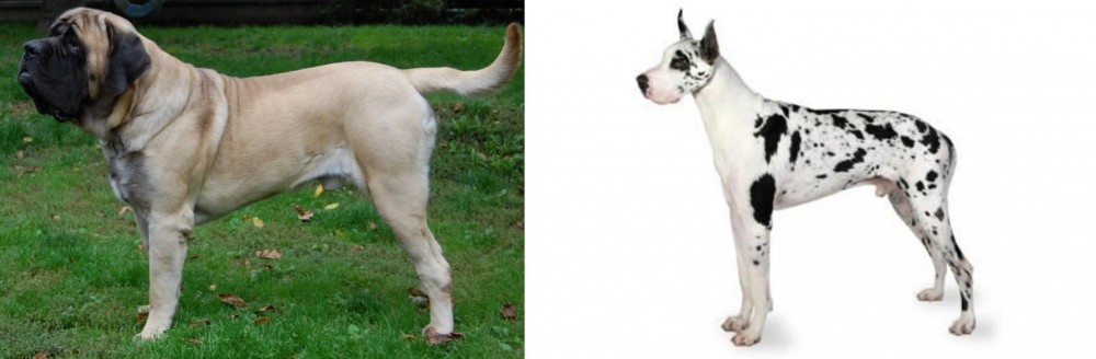 Great Dane vs English Mastiff - Breed Comparison