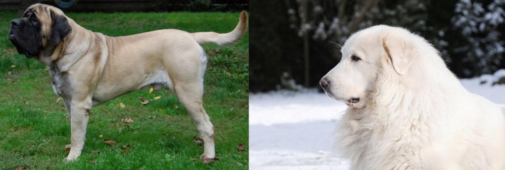Great Pyrenees vs English Mastiff - Breed Comparison