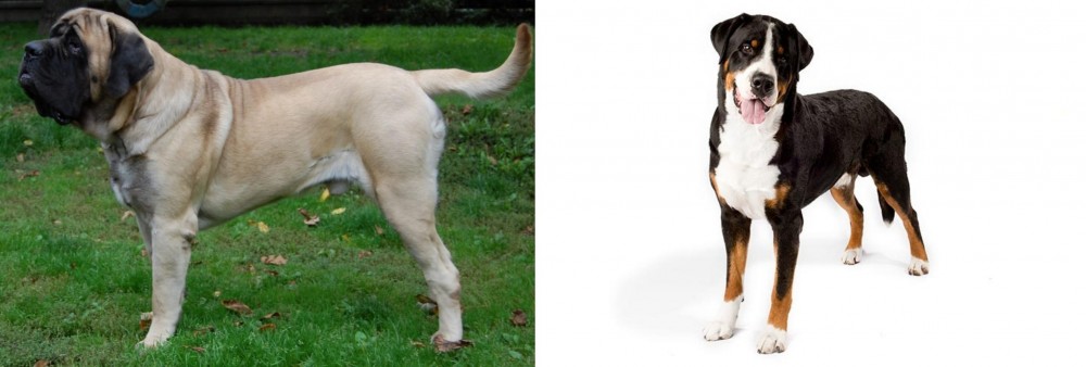 Greater Swiss Mountain Dog vs English Mastiff - Breed Comparison