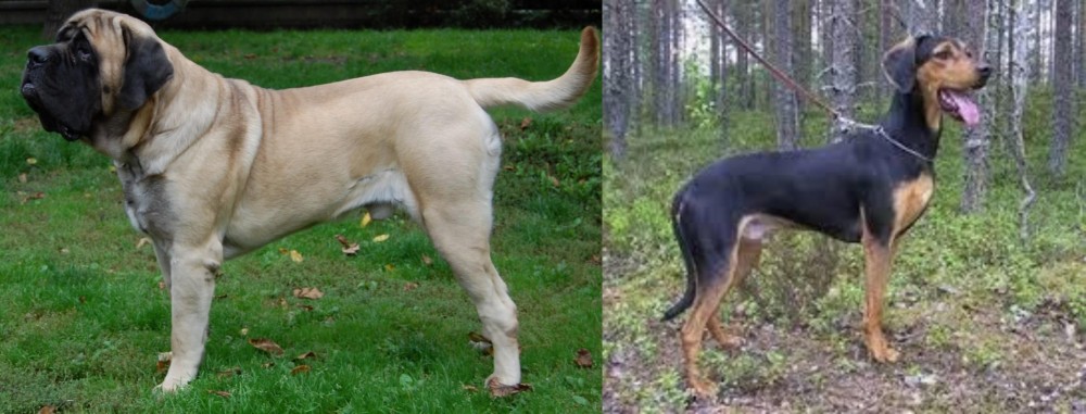 Greek Harehound vs English Mastiff - Breed Comparison