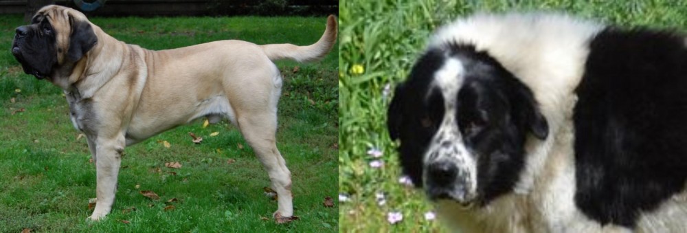 Greek Sheepdog vs English Mastiff - Breed Comparison